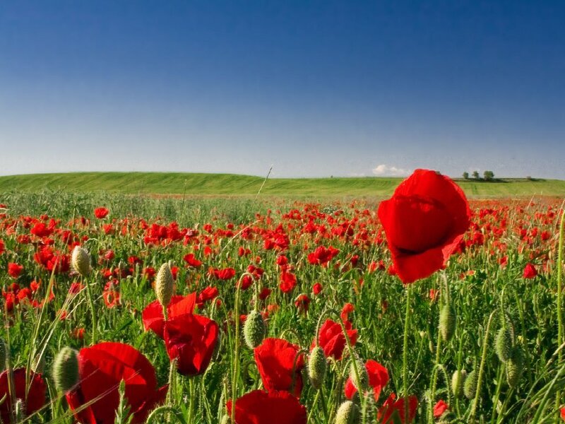 Red poppies in a green field