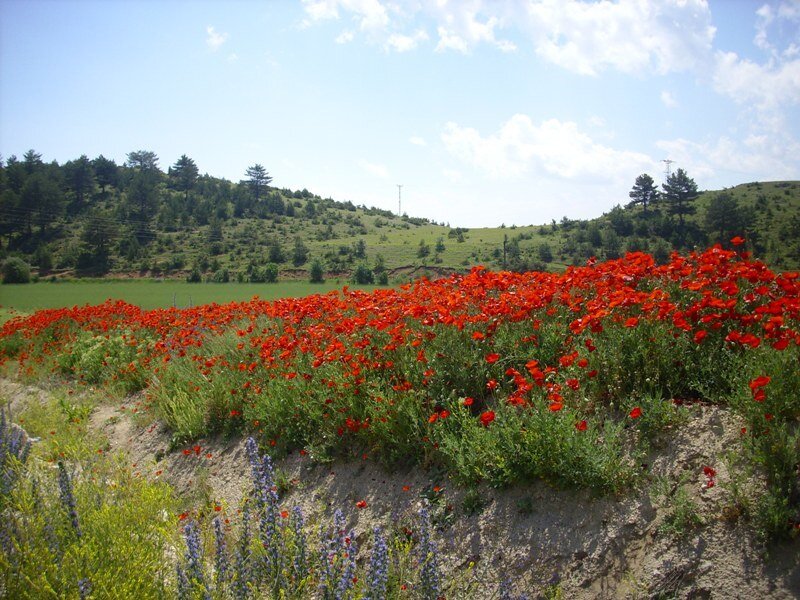 Red poppies in a green field
