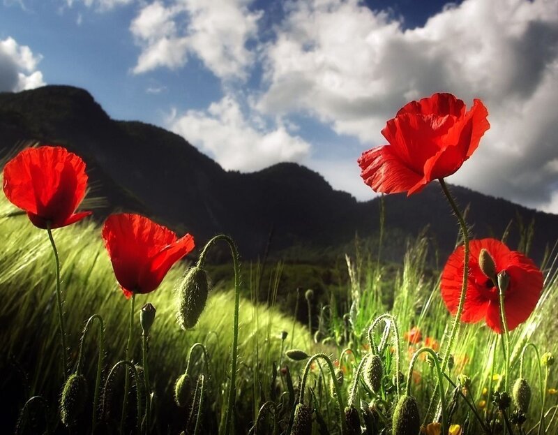 Red poppies in a green field