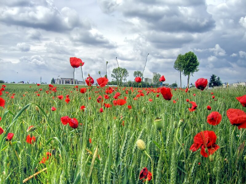 Red poppies in a green field