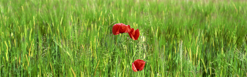 Red poppies in a green field