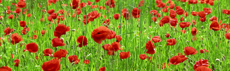 Red poppies in a green field