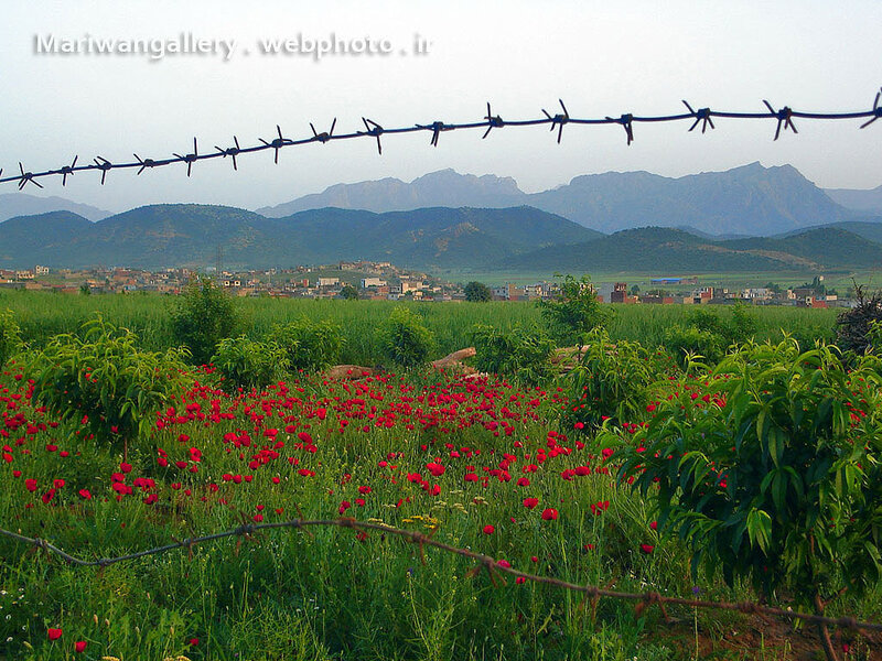 Red poppies in a green field