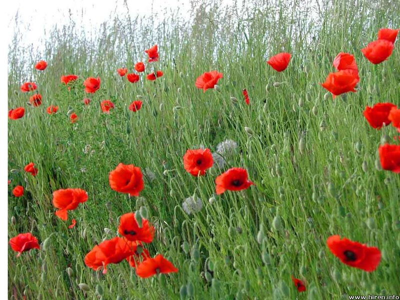 Red poppies in a green field