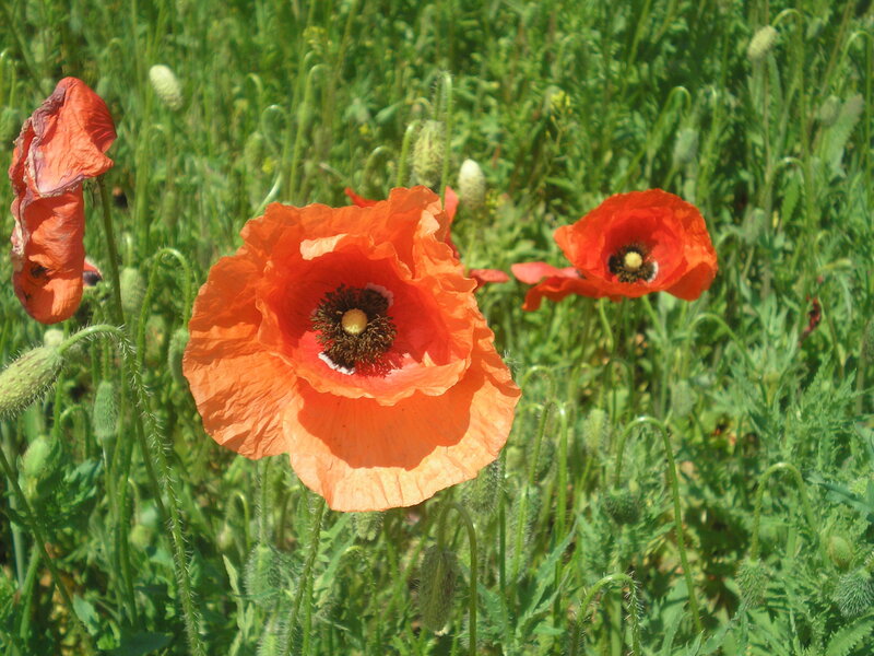 Red poppies in a green field