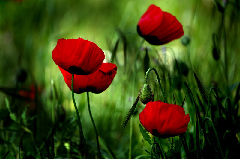 Red poppies in a green field