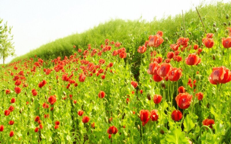 Red poppies in a green field