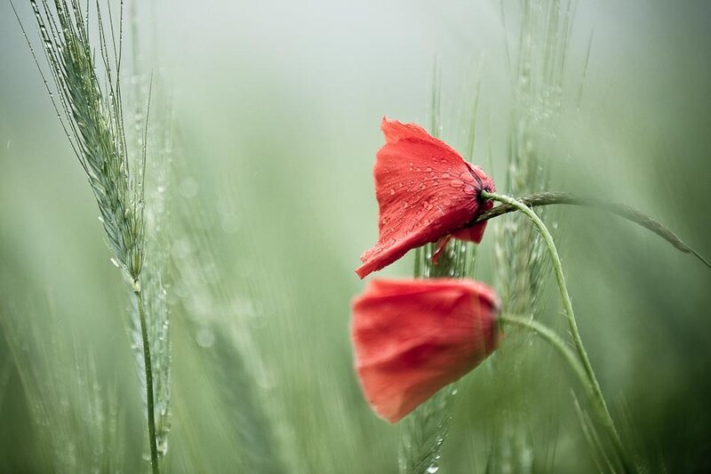 Red poppies in a green field