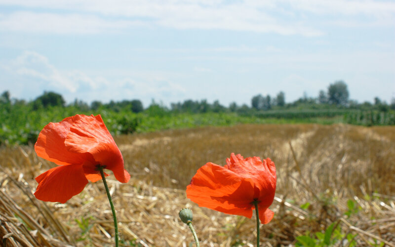 Red poppies in a harvested field