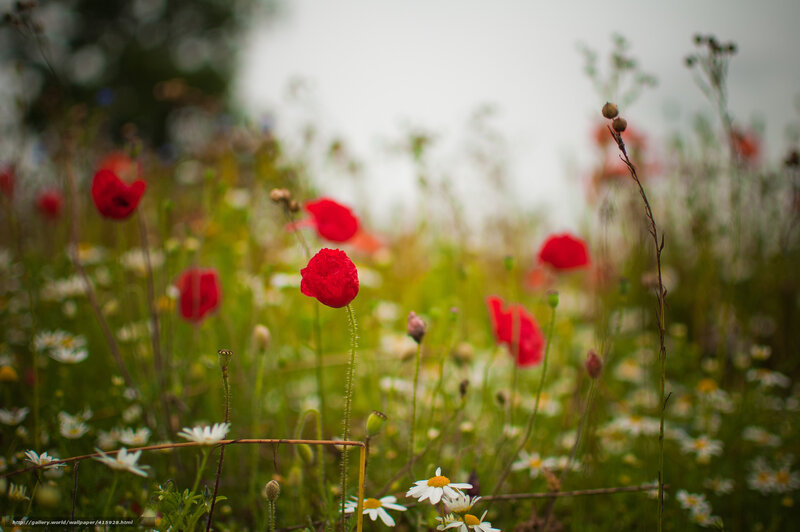 Red poppies in a meadow