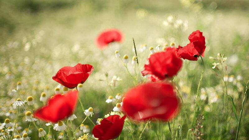 Red poppies in a meadow