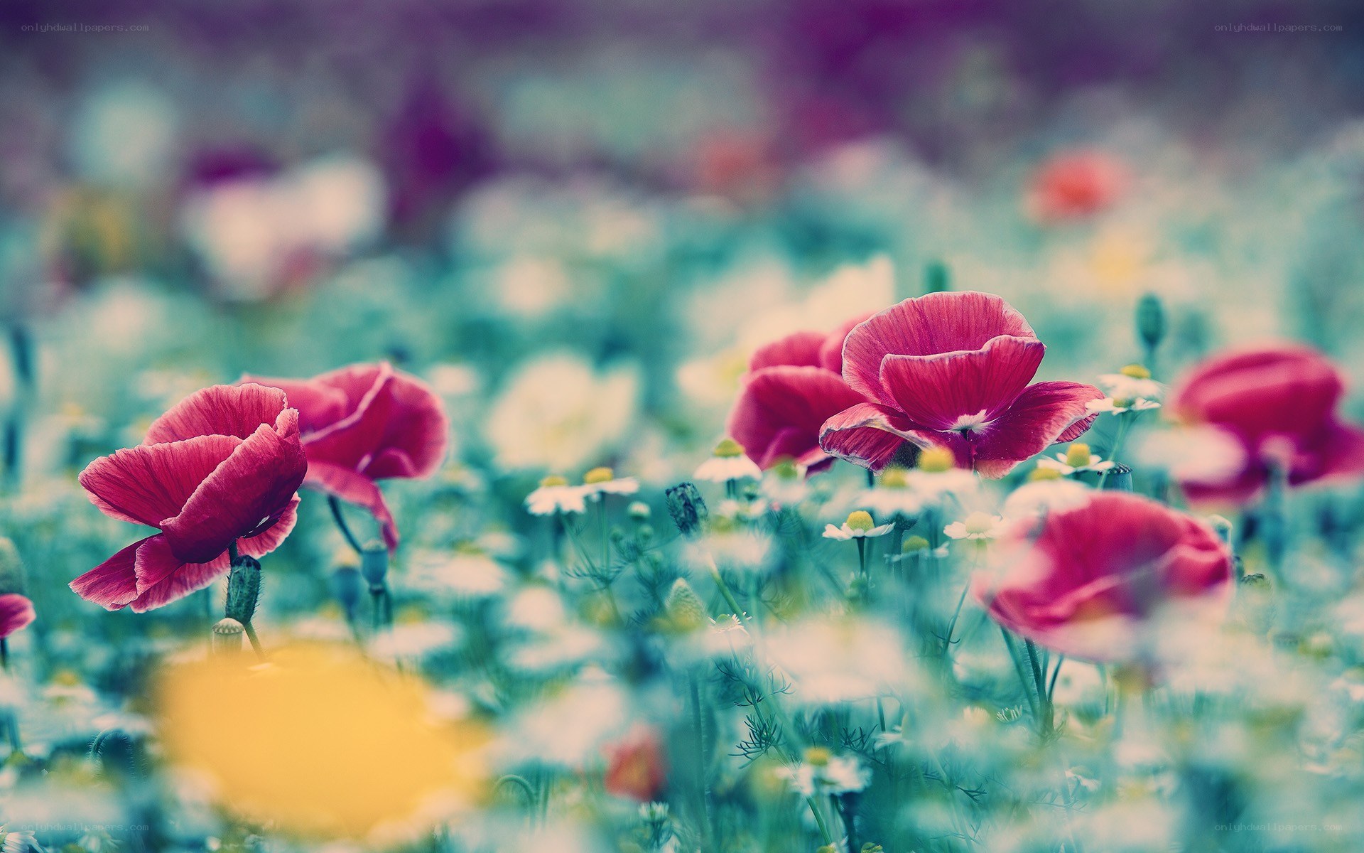 Red poppies in a meadow