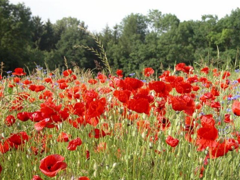 Red poppies in a meadow