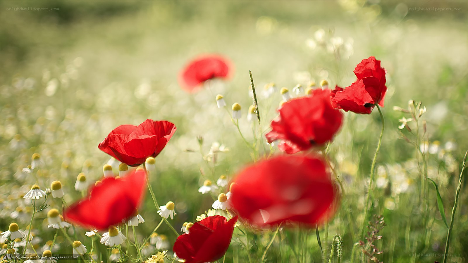 Red poppies in a meadow