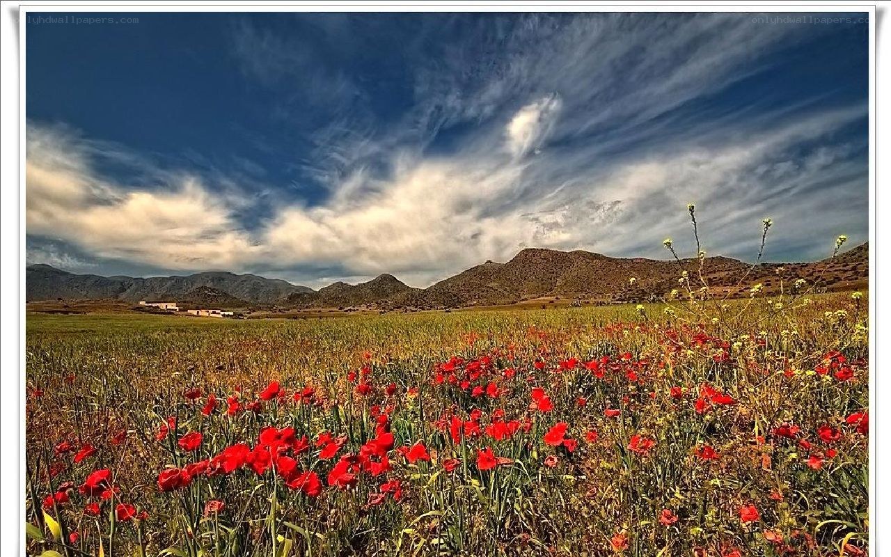 Red poppies in a mountain field