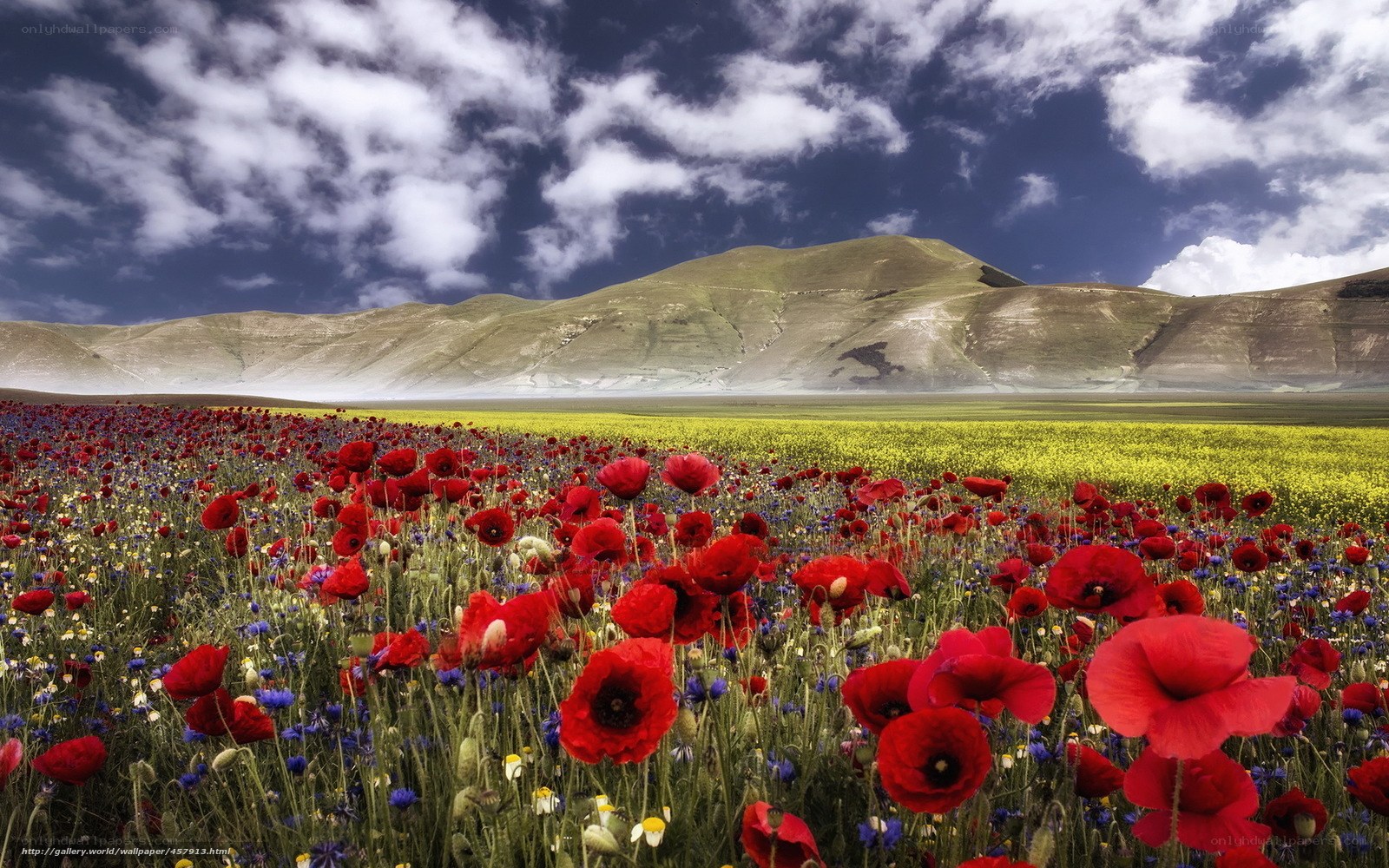 Red poppies in a mountain field
