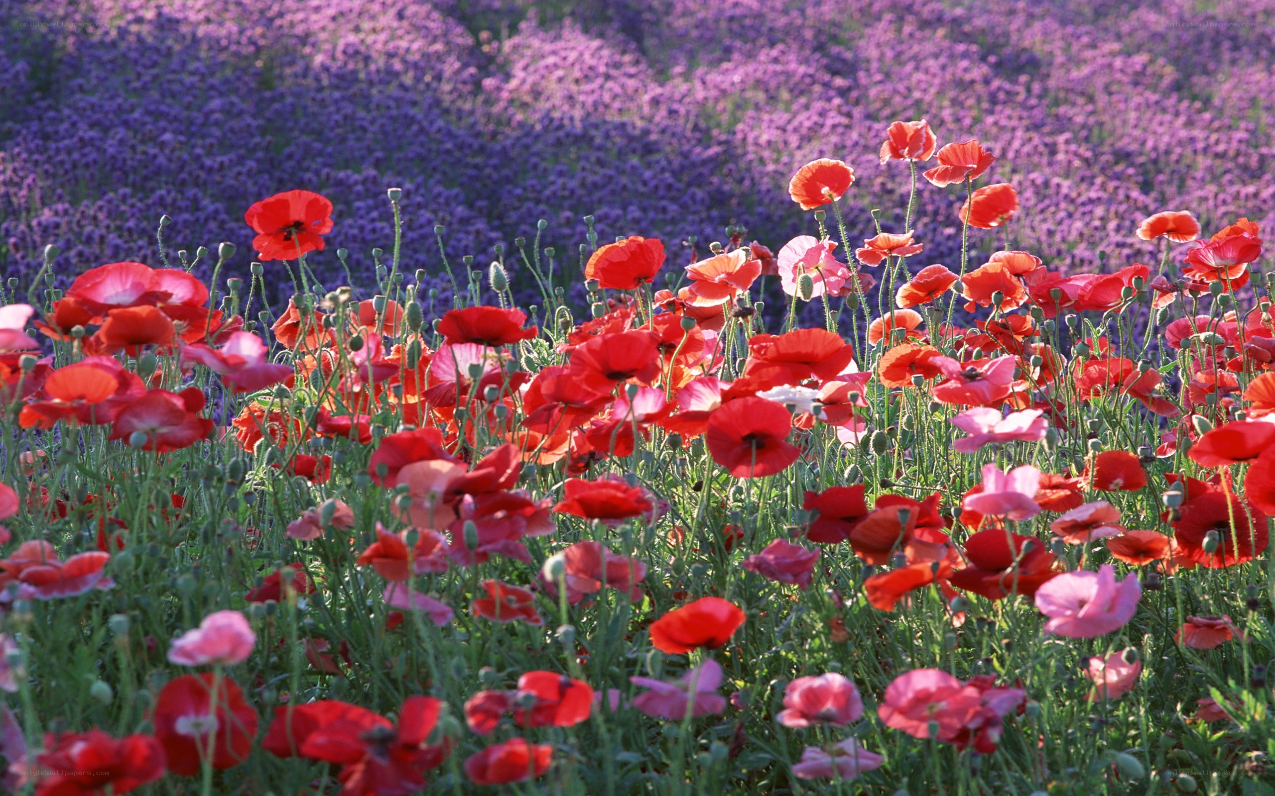 Red poppies in a purple field