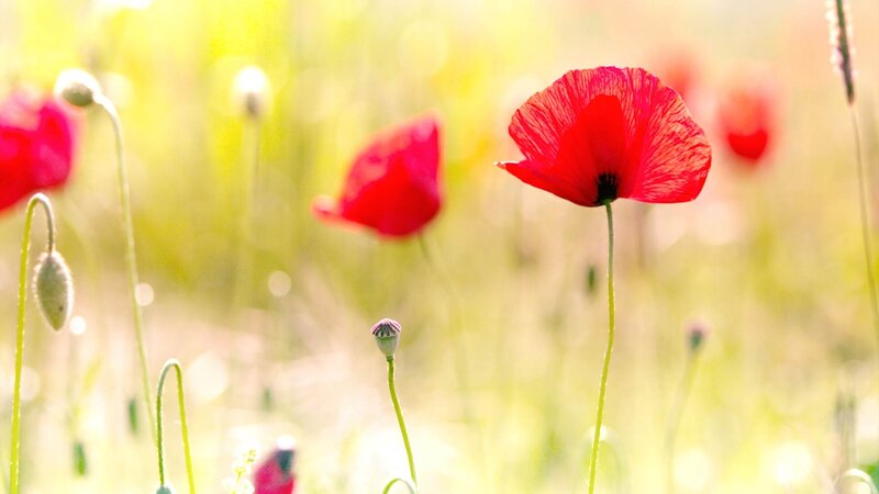 Red poppies in a sunlit field