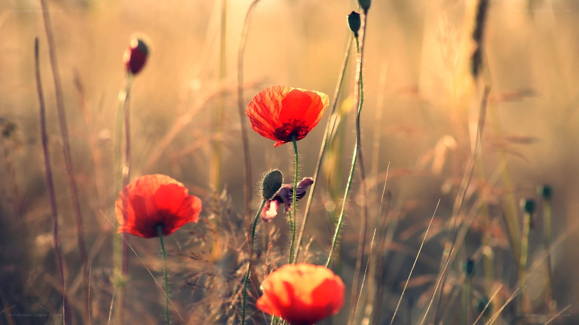 Red poppies in a sunlit field