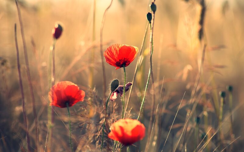 Red poppies in a sunlit field