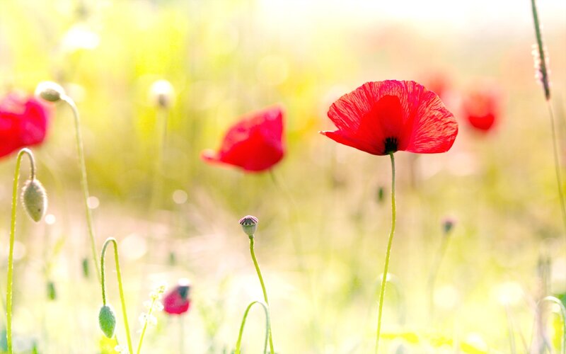 Red poppies in a sunlit field