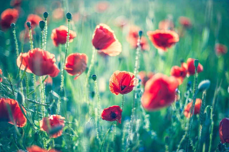 Red poppies in a sunlit field