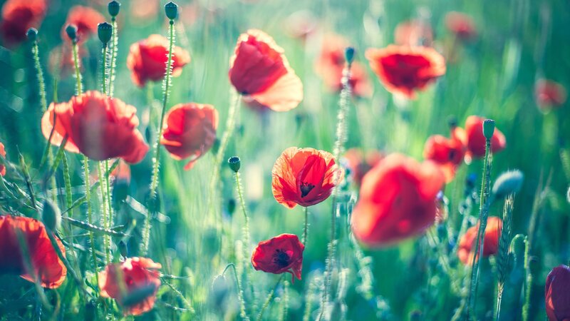 Red poppies in a sunlit field