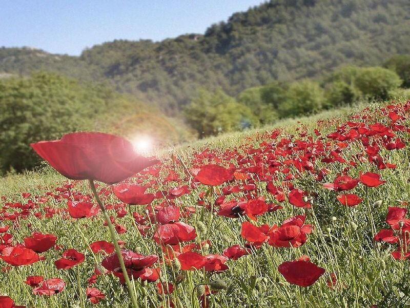 Red poppies in a sunlit field