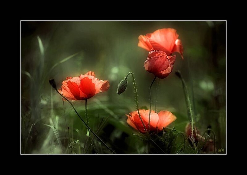 Red poppies in a sunlit field