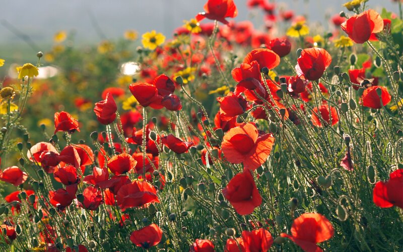 Red poppies in a sunlit field