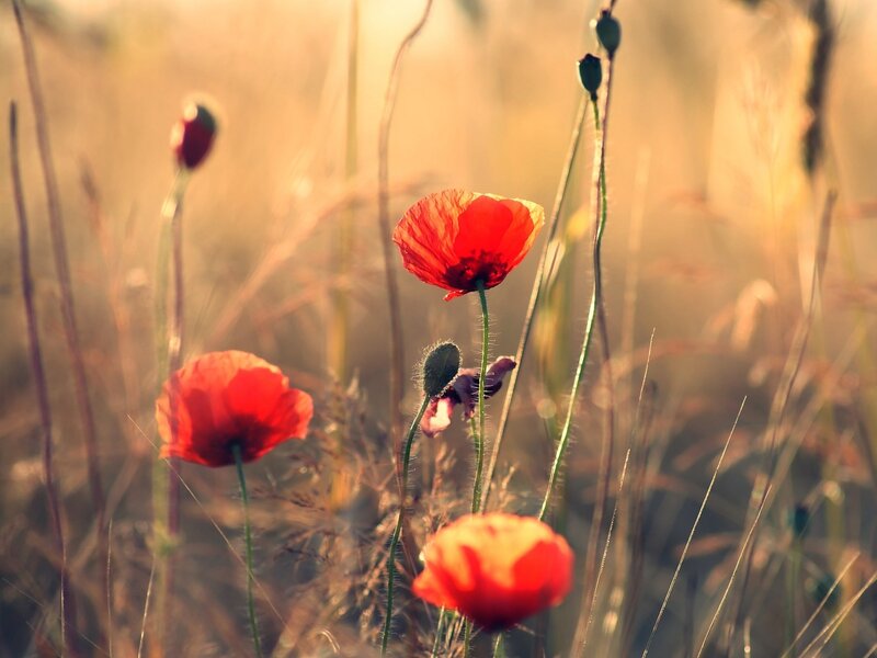 Red poppies in a sunlit field