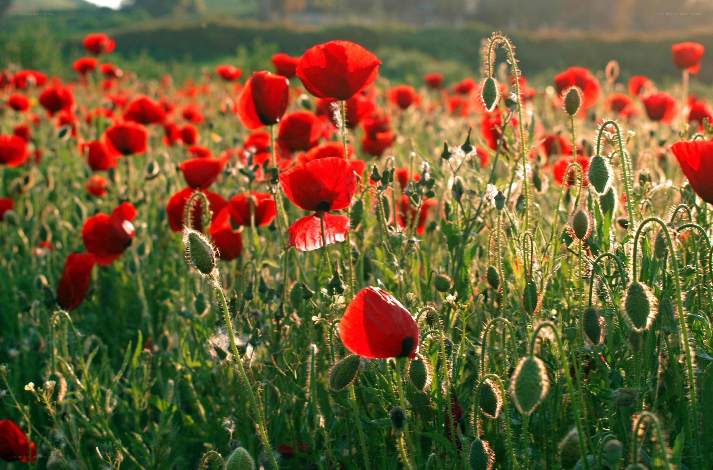 Red poppies in a sunlit field