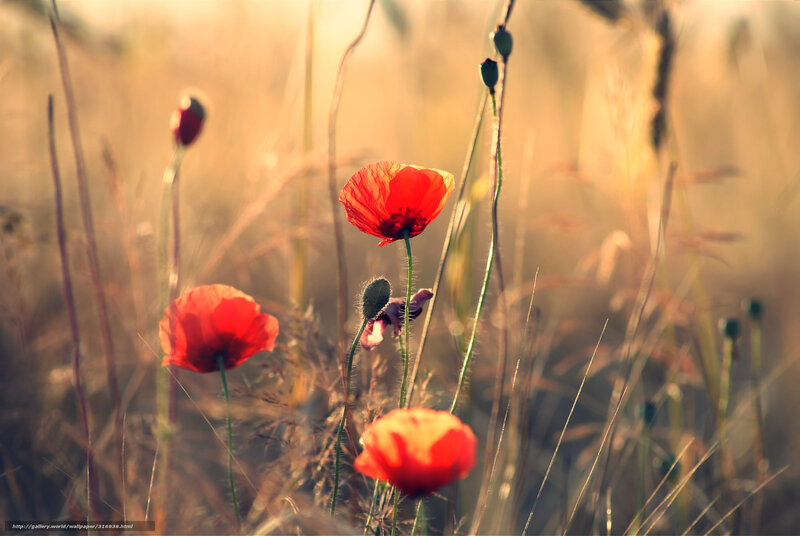 Red poppies in a sunlit field