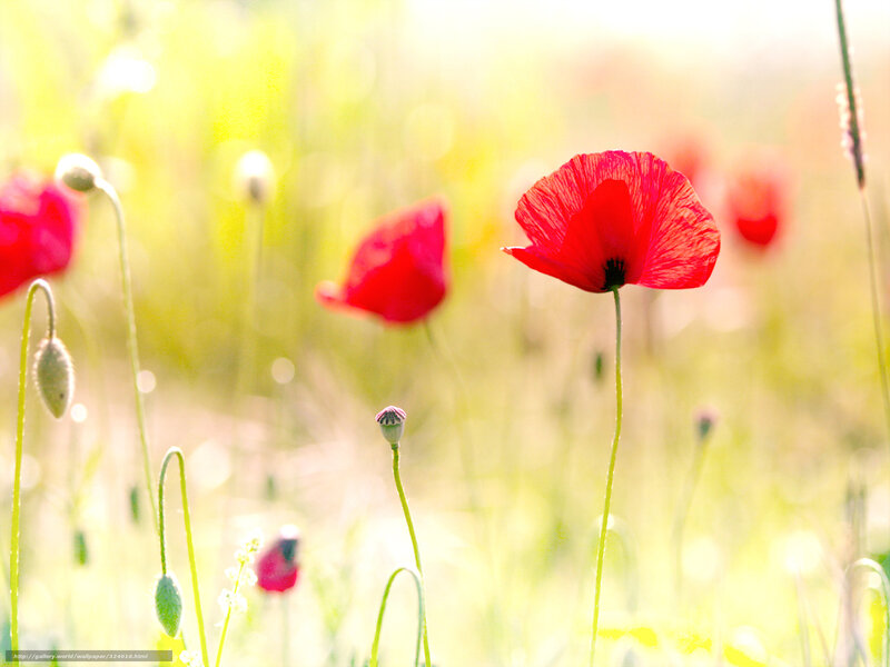 Red poppies in a sunlit field