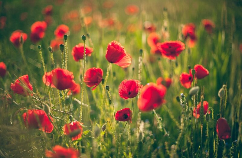 Red poppies in a sunlit field