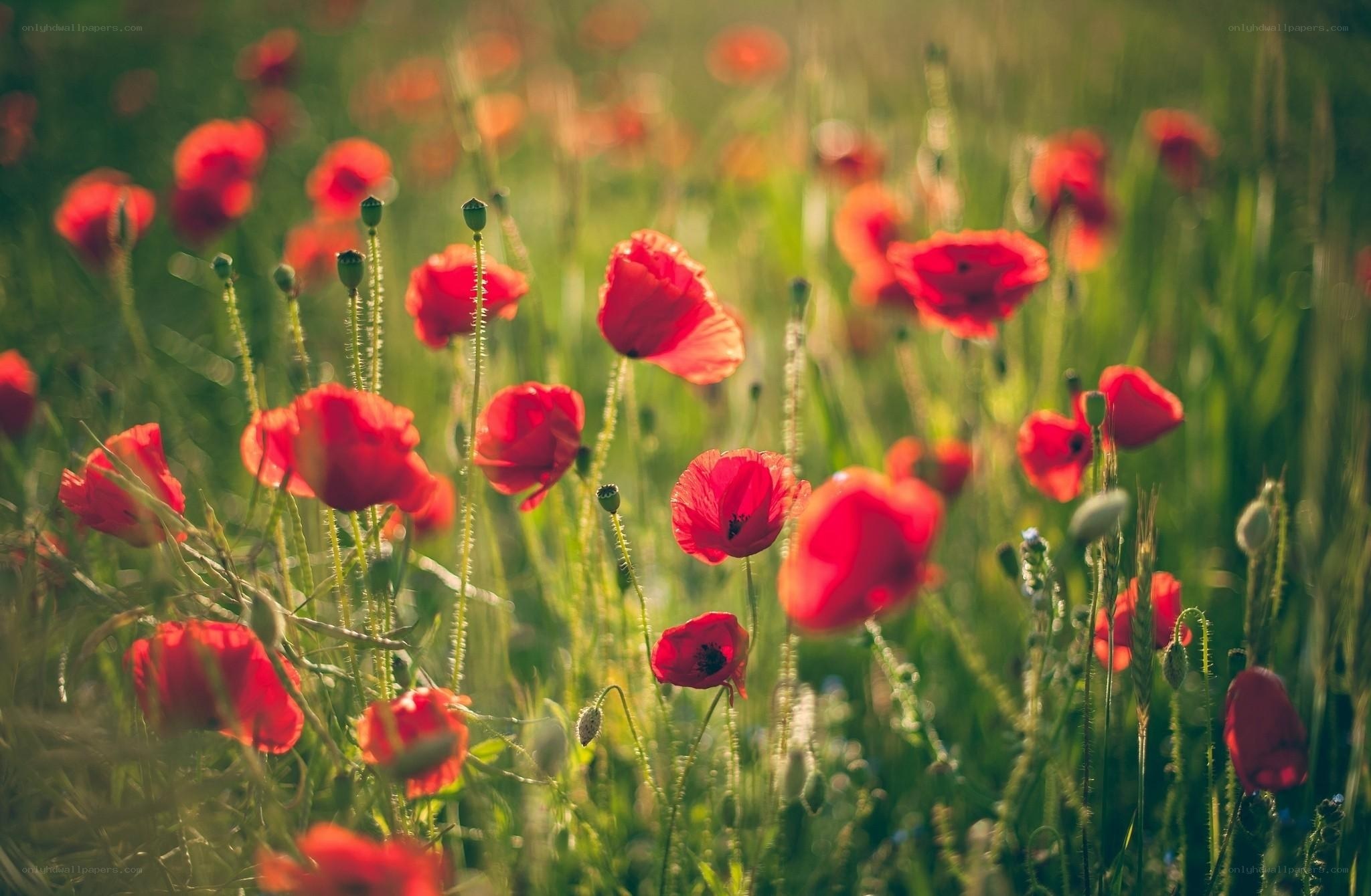 Red poppies in a sunlit field