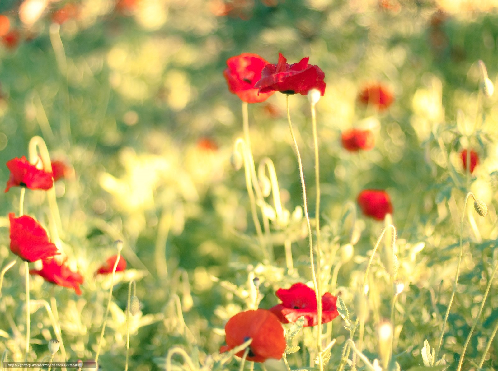 Red poppies in a sunlit field