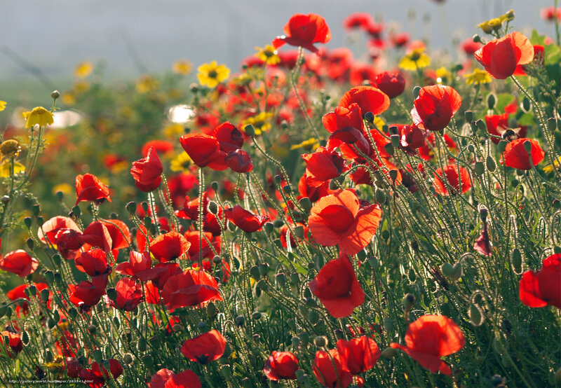 Red poppies in a sunlit field