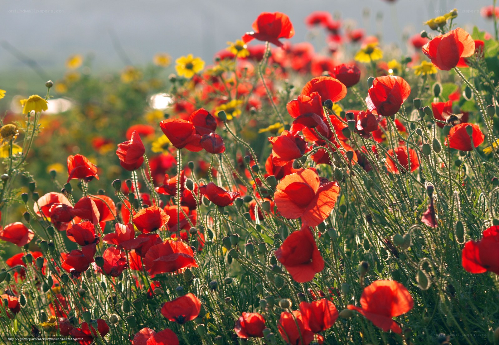 Red poppies in a sunlit field