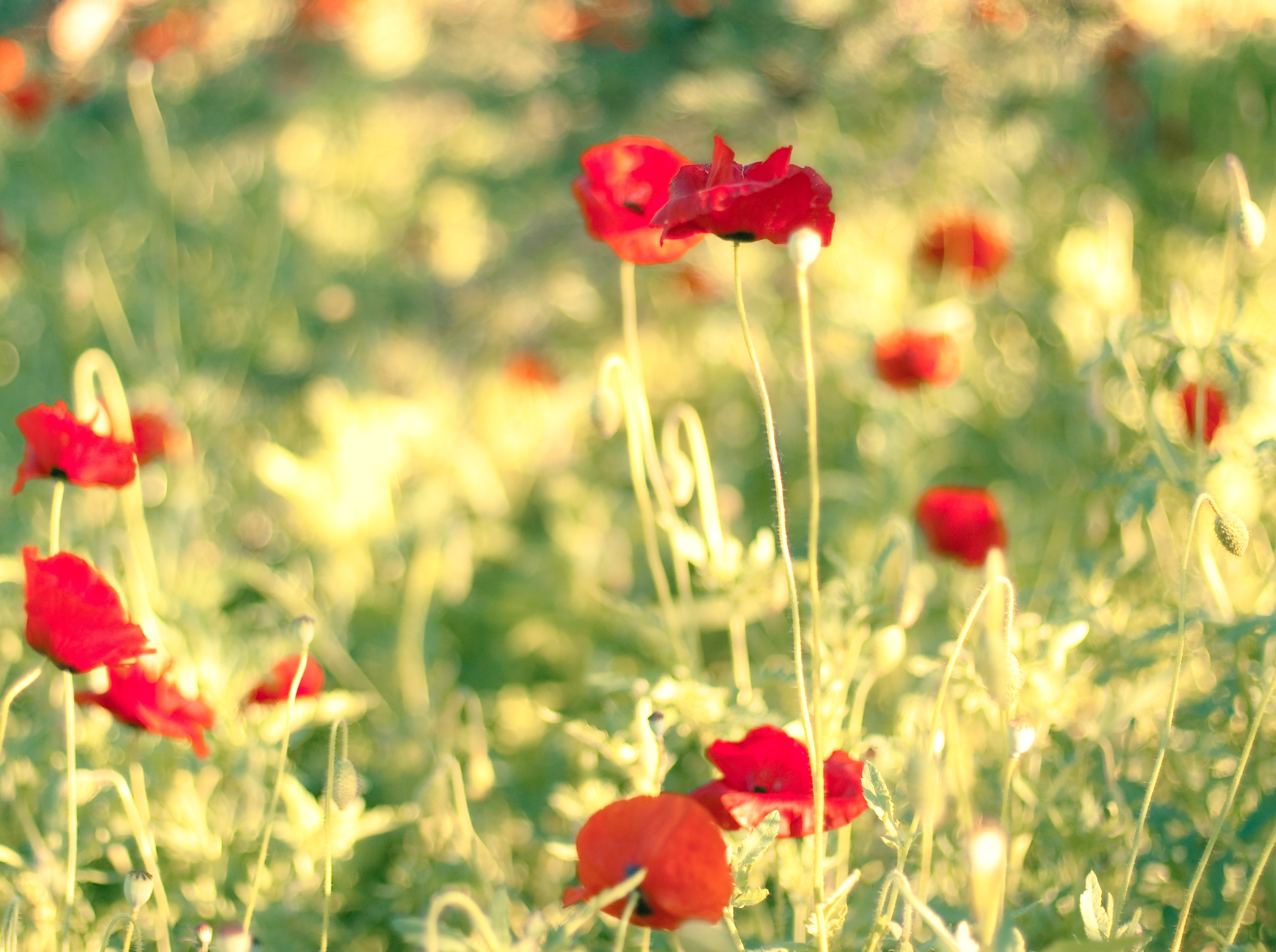 Red poppies in a sunlit field