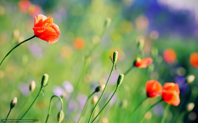 Red poppies in a sunny field