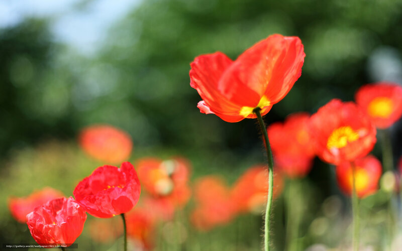 Red poppies in a sunny field