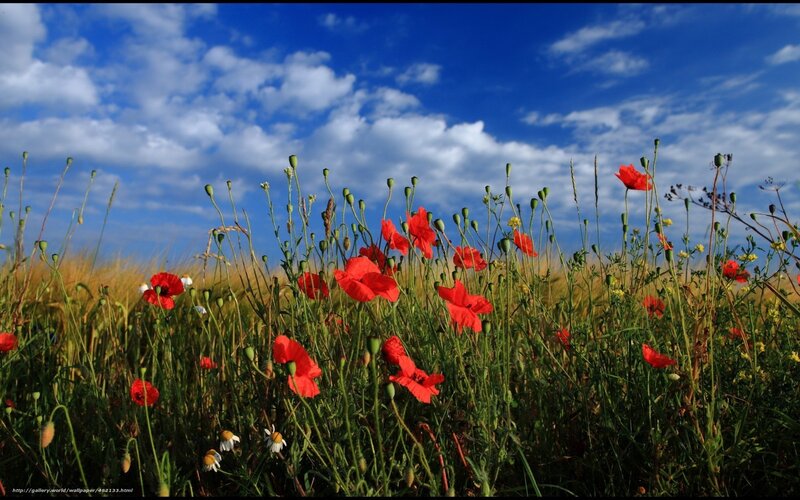 Red poppies in a sunny field