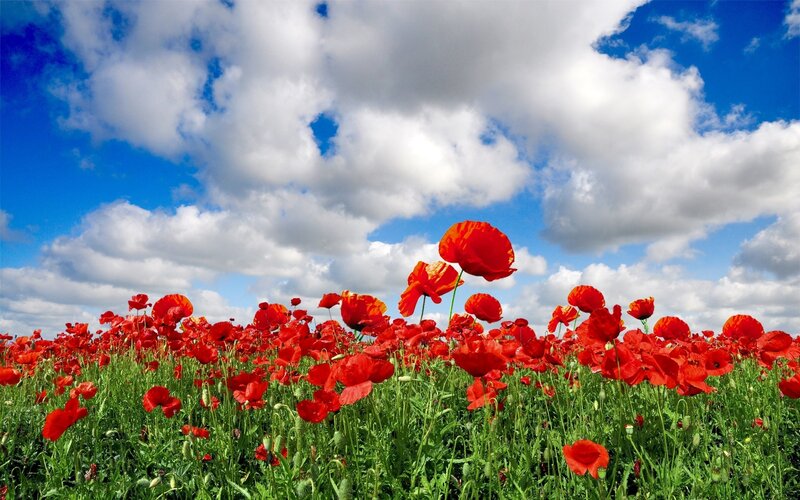 Red poppies in a sunny field