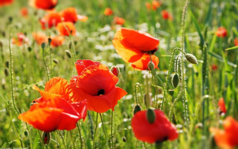 Red poppies in a sunny field