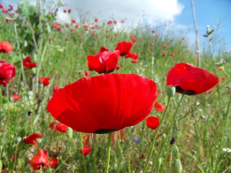 Red poppies in a sunny field