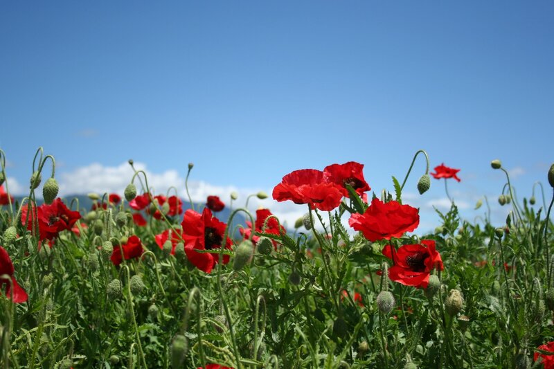 Red poppies in a sunny field