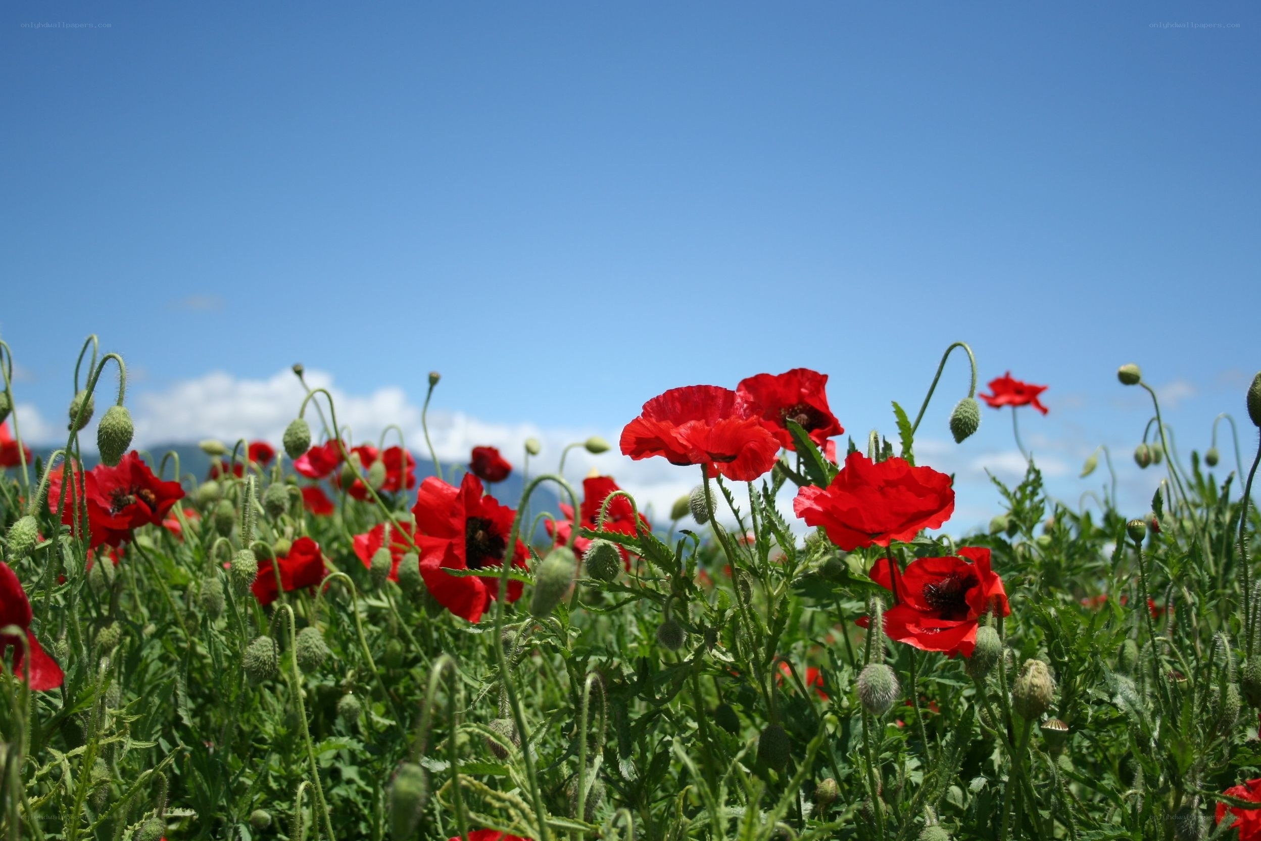 Red poppies in a sunny field