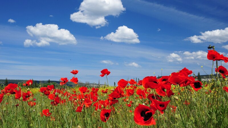 Red poppies in a sunny field
