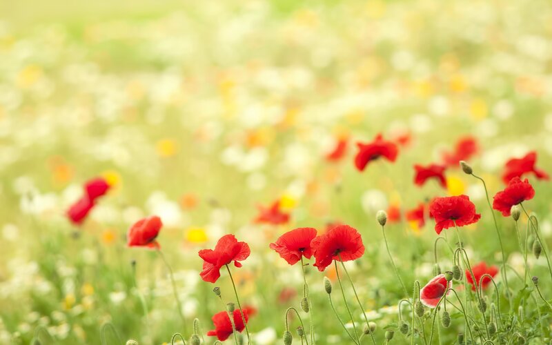 Red poppies in a sunny field